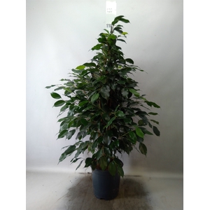 Ficus benja. 'Danielle'