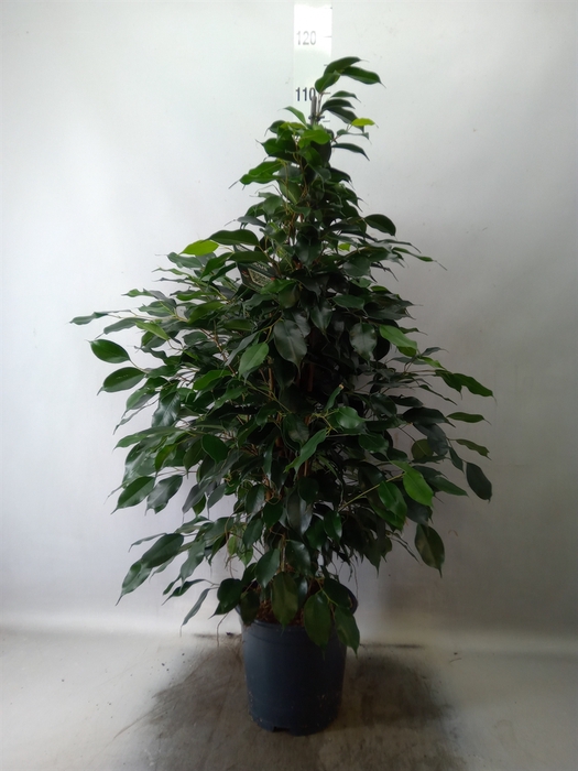 <h4>Ficus benja. 'Danielle'</h4>