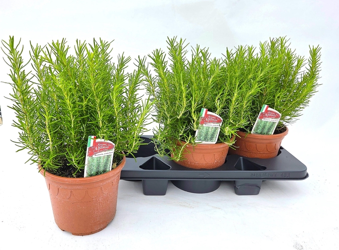 <h4>ROSMARIN OF OV</h4>