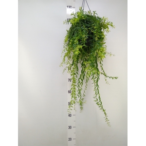 Aeschynanthus  'Japhrolepis'