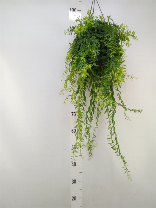 <h4>Aeschynanthus  'Japhrolepis'</h4>