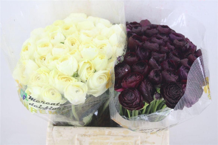 <h4>Ran Cloni 1 Misto</h4>