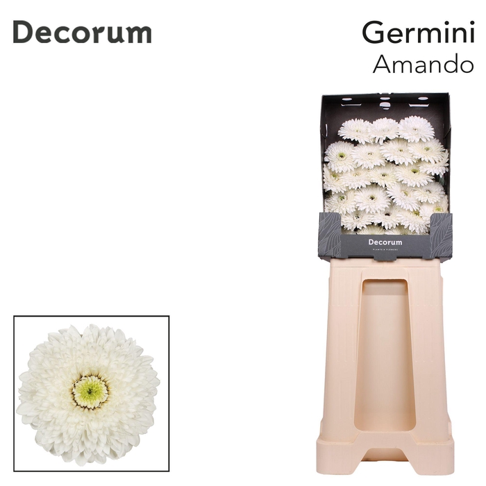 <h4>Germini Pomponi Amando Diamond</h4>