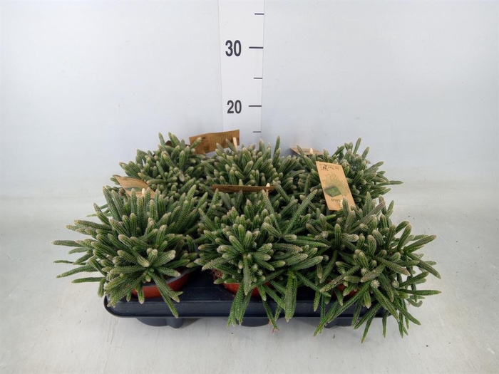 <h4>Rhipsalis baccifera subsp. horrida</h4>