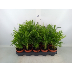 Chamaedorea elegans