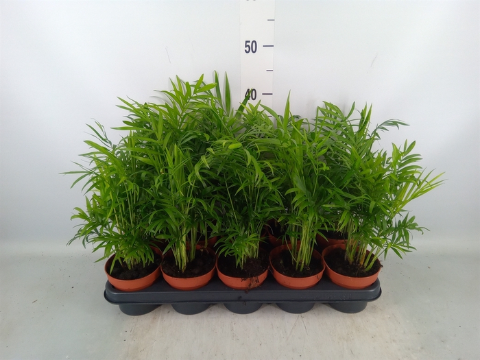 <h4>Chamaedorea elegans</h4>