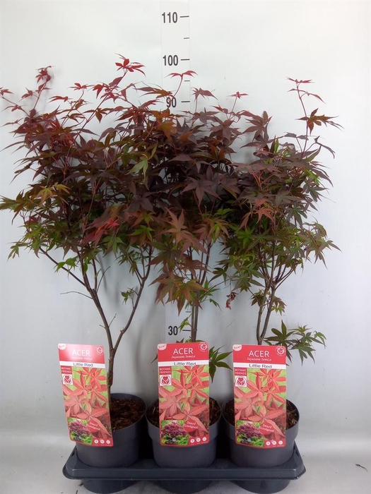 <h4>Acer palmatum</h4>