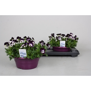 VIO CO PP VIOL  & WH