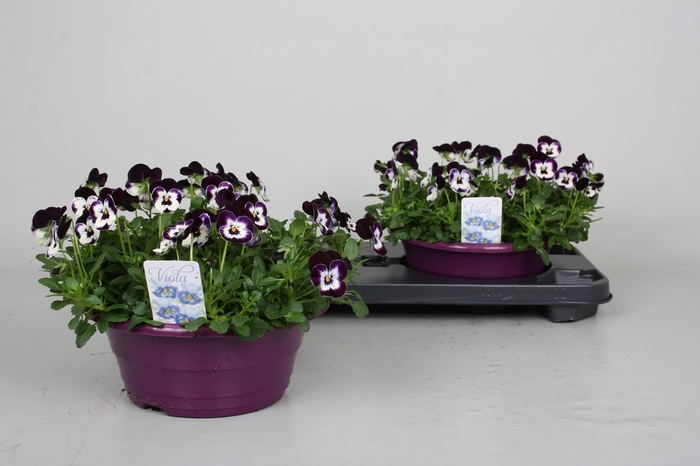 <h4>VIO CO PP VIOL  & WH</h4>