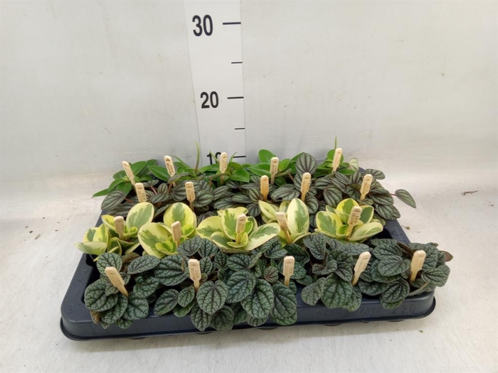 <h4>Peperomia ...mix</h4>