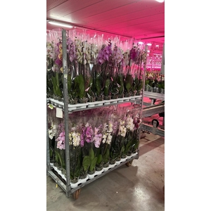 Phalaenopsis   ...mix