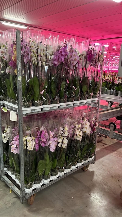 <h4>Phalaenopsis   ...mix</h4>