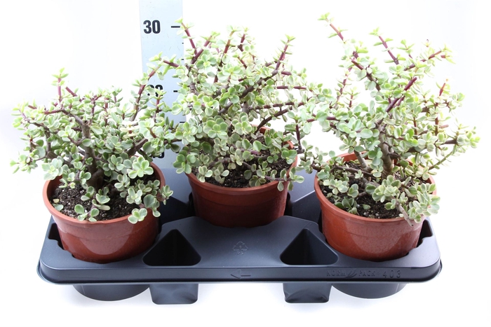 <h4>Succulents   ...</h4>