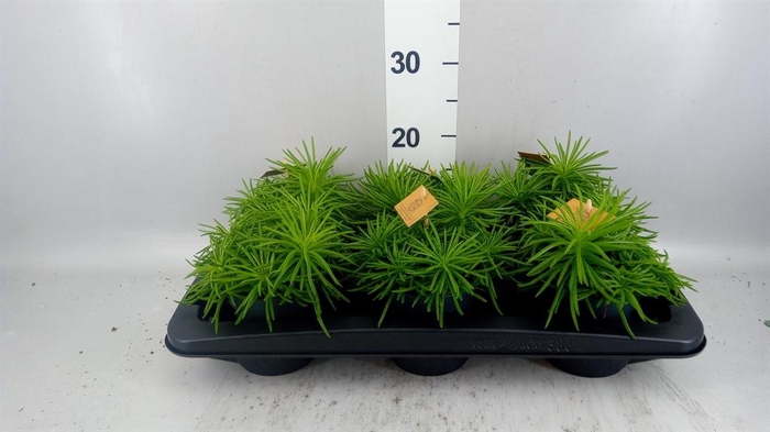 <h4>Senecio archeri 'Himalaya'</h4>