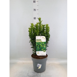 Euonymus japon. 'Green Spire'