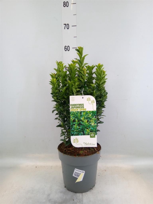 <h4>Euonymus japon. 'Green Spire'</h4>