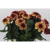 Dahlia Creme de Cognac