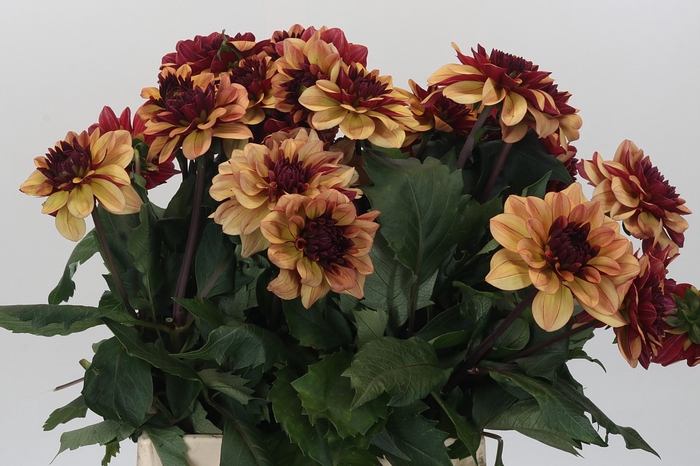<h4>Dahlia Creme de Cognac</h4>