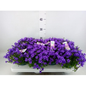 Campanula porten. 'Ambella In Prpl'