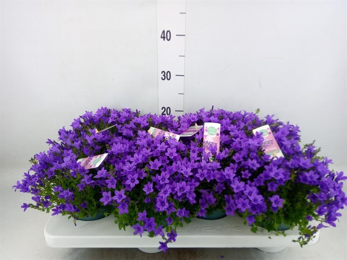 <h4>Campanula porten. 'Ambella In Prpl'</h4>