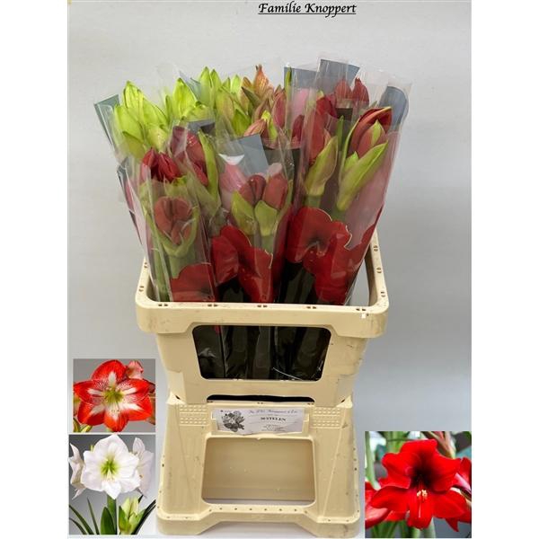 <h4>HIPP GEM ZONDER BLAD</h4>