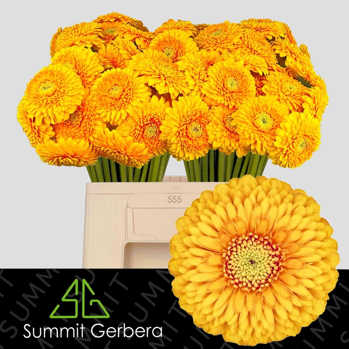 <h4>GE MB POM HONEYDEW</h4>