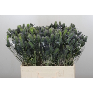 Eryngium Electric Dynamite