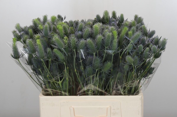 <h4>Eryngium Electric Dynamite</h4>