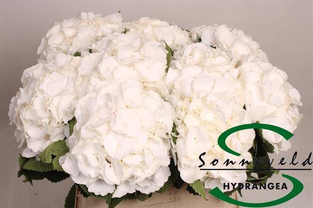 <h4>HYDR M CH WHI VERENA</h4>