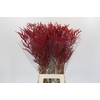 Bromelia Red Paloma