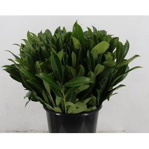 LAURIERBLAD PER STEM 055CM