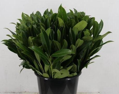 <h4>LAURIERBLAD PER STEM 055CM</h4>