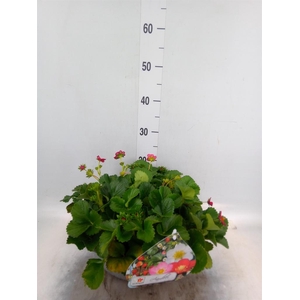 Fragaria   ...