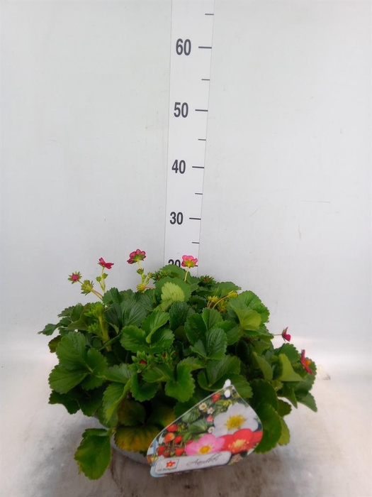 <h4>Fragaria   ...</h4>