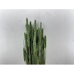 Dried Triticum X5 Darkgreen Bunch