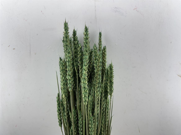 <h4>Dried Triticum X5 Darkgreen Bunch</h4>