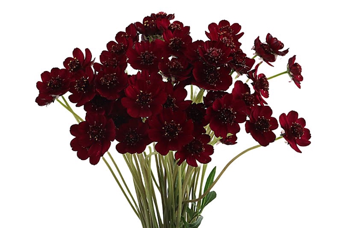 <h4>Cosmos Black Beauty</h4>