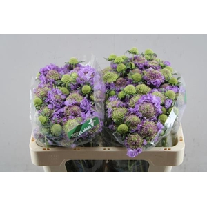 Scabiosa Scoop Ube L50