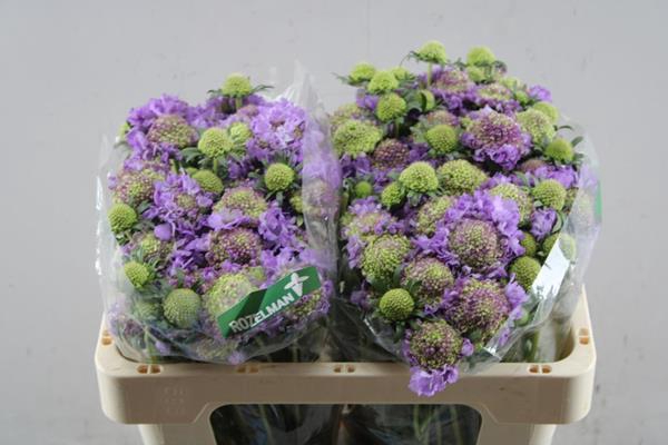 <h4>Scabiosa Scoop Ube L50</h4>