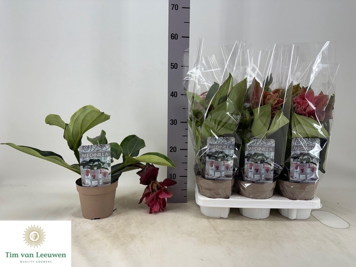 <h4>MEDIN DOLCE ROSSA</h4>