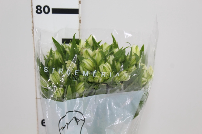 <h4>ALSTROEMERIA AVALANGE 080 CM</h4>