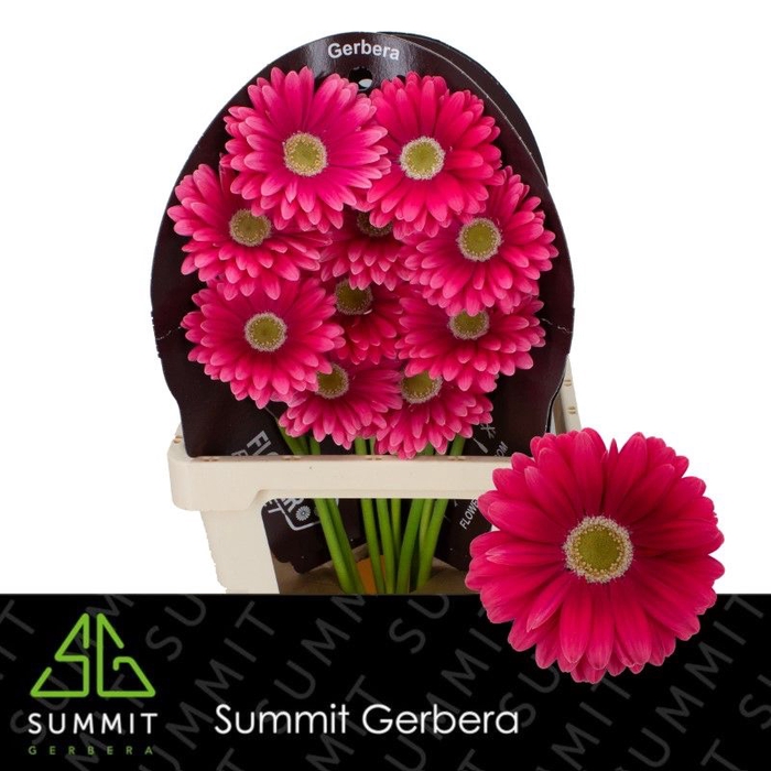 <h4>Gerbera Unique Flowerracket</h4>