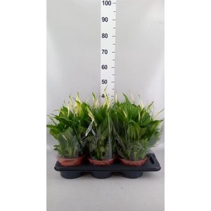 Spathiphyllum  'Chopin'