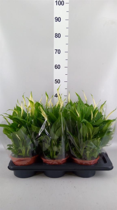 <h4>Spathiphyllum  'Chopin'</h4>
