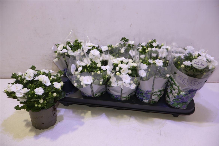 <h4>arr8 Camp Wit</h4>