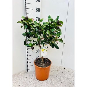 Citrus limone Lemon on stem