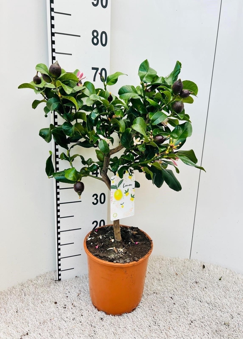<h4>Citrus limone Lemon on stem</h4>