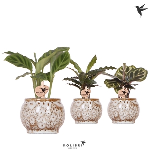 Kolibri Greens Calathea mix in Safari pot