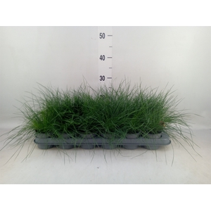 Festuca glauca