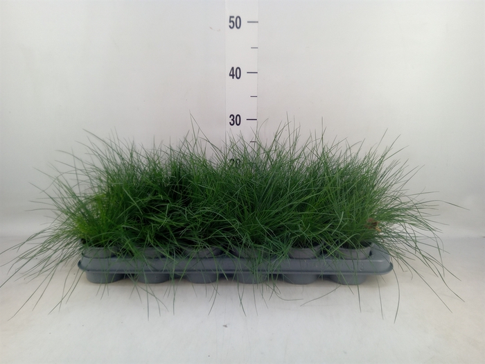 <h4>Festuca glauca</h4>